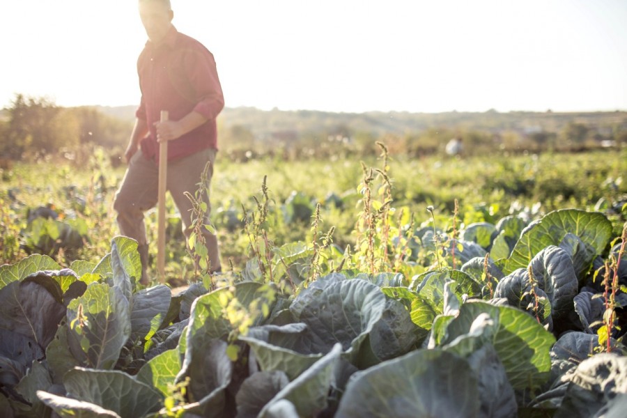 agriculture-2.jpg