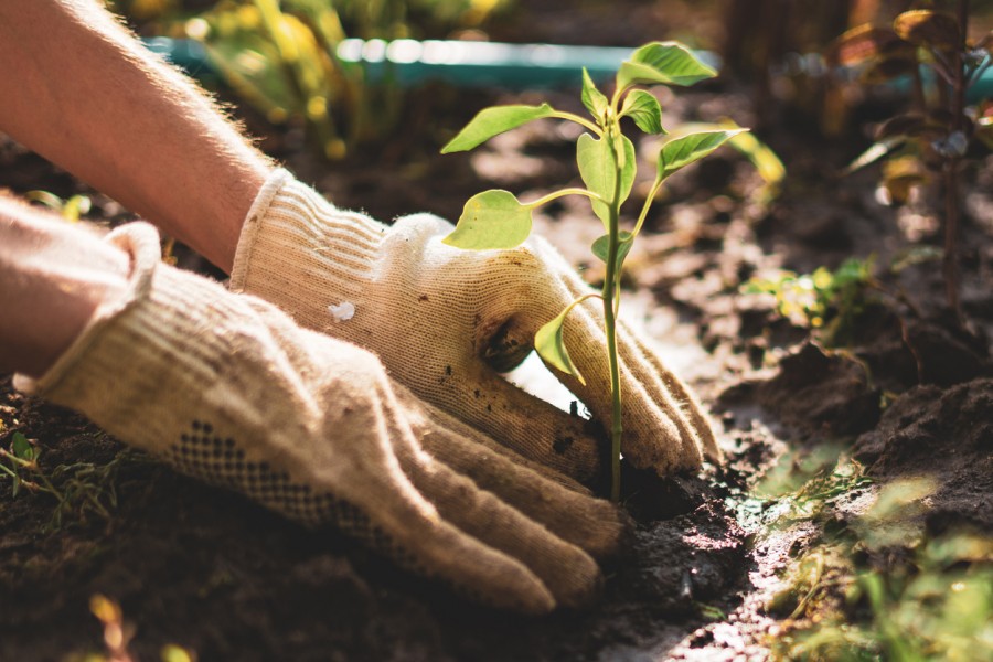 tree-planting.jpg