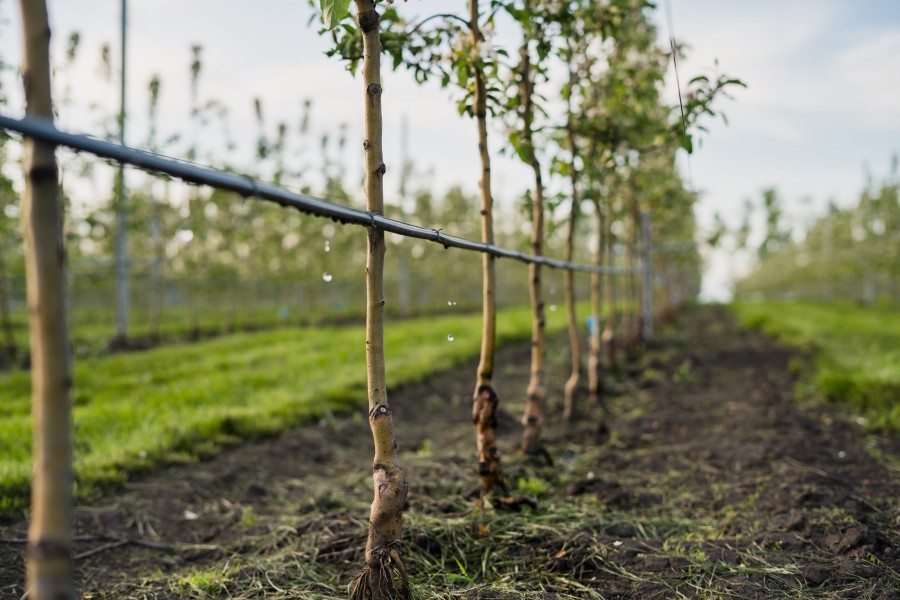 agriculure-system-for-trees-in-use.jpg